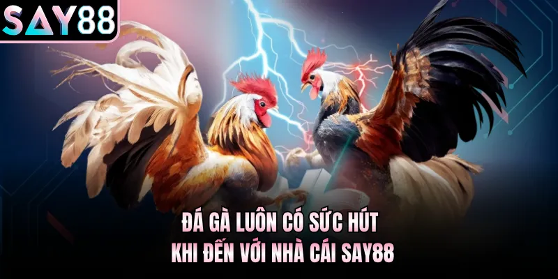 Đá gà luôn có sức hút khi đến với nhà cái Say88
